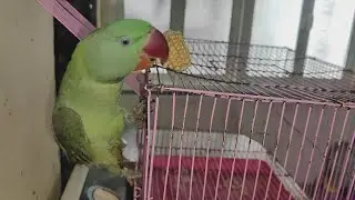 लड्डू अपने घर के अंदर खाना नहीं खाता वो बाहर लेकर जाकर खाता है#parrot #vlog #viral #viralvideo #tota