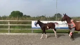 New Hatches Kanna Unique (left trot)