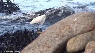 Snowy Egret (Egretta thula) | Garza chica | El Quisco, Valpara&iacute;so (CHILE)