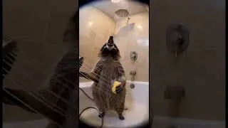 bath time #Raccoon #Nature #animals #Song #Life