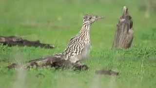 Roadrunner foraging in Griswold Hills