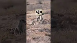 Saap Ke Dushman Nevle Ke Baare Mein Intresting Facts|| Fact  wheel || #facts#short#shortvideo