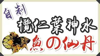 🐁自製欖仁葉神水🐁🍭鬥魚の仙丹🍭BettaFish🍭