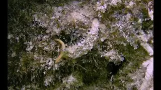 Sea slug wearing sand【Ringed Sap-Sucking Slug】