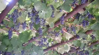 Vini di Liguria. I consigli di Umberto Curti