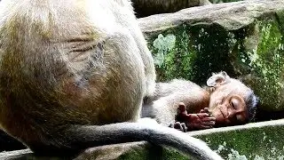 Pitiful Baby Lori sick after head trauma & Drowsiness But mom Amari not care , Baby nurse by Jill ,