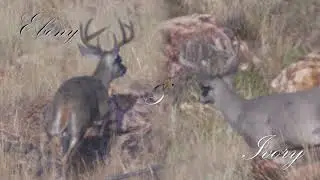 NICE COUES BUCKS w/ awesome color differences