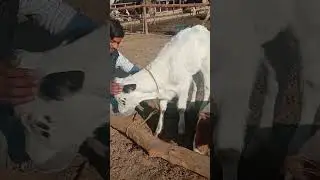 Beautifull Frozen cow calf