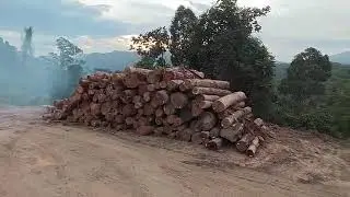#excavator #TRUKLOGINGBALAKBONGKAR MUATAN💪💪💪🇲🇾🇲🇨🇲🇨