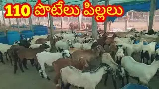 Nellore judipi sheep kids 89785 55777