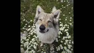 Spirit animal