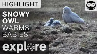 Snowy Owl Mother Warms Her Babies - Live Camera Highlight