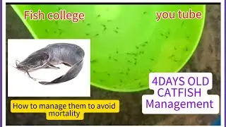 4 days Old Catfish fry.How to manage their water,feed to avoid mortality and stress.