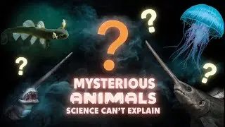 The Most Mysterious Animals Science Can&rsquo;t Explain