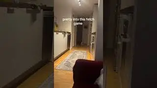 @kaitbandud Guys have you ever played fetch before?It's pretty awesome 💯 #puppy #dog 😲