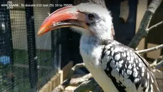 Josh and our hornbills bring the Zoo to you!