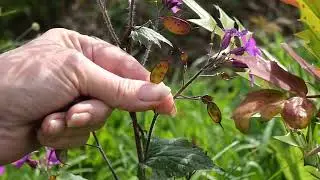 Plant video: Honesty Lunaria with Donna from Enchanted Gardens