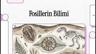 4TH GRADE SCIENCE | FOSSILS