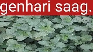 genhari saag.