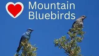 Why I love Mountain Bluebirds! Facts to Know