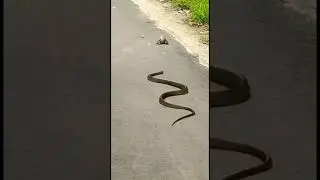 Snake chasing Frog