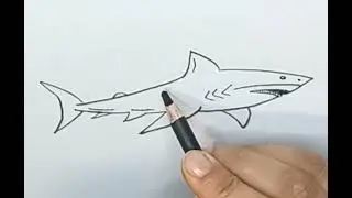 Fish drawing easy step by step!How to draw shark fish как нарисовать  акул