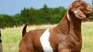 Discover the Unique Characteristics of the Boer Goat