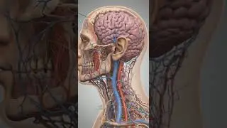 The Venus nerve 3D animation anatomy shorts