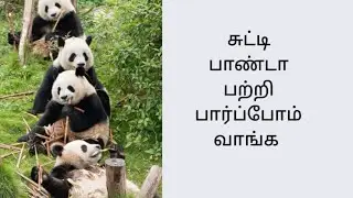 Panda fact in tamil/ panda interesting facts