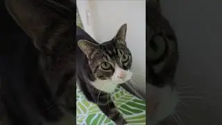 Не сдавайся 😺 #adoptstrays #catshorts #tiktok猫 #mindset #motivation #selfcare #cutekawaii #neko