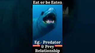 Predator🦭🐋 & prey🐟🐠 relationship #biology #science #animal #ocean #aquatic #bio #ecology #facts