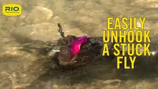 Easily Free A Stuck Fly From The Bottom