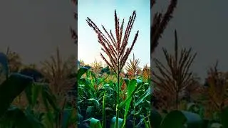 creative photography ideas|| Nature photography ideas|| #shorts photography 2022