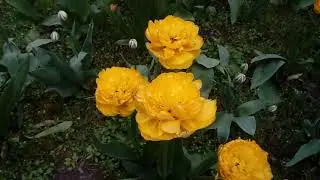 Тюльпаны Сан Лавер (Sun Lover)