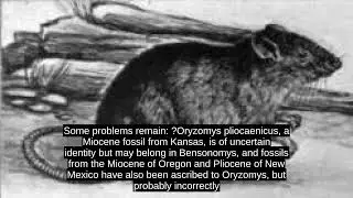 Oryzomys