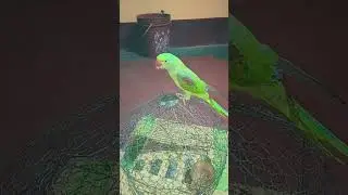 video -733//#pikachulife_5 #trendingsong