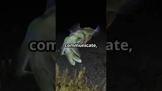 This Squid Has Built-In Lights All Over Its Body!?
