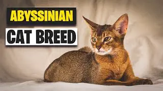 The Abyssinian Cat Breed Personality | Everything You Need to Know