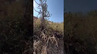 Sinhgad Fort Pune #travel #maharashtra #pune #shorts #marathaempire #sinhgadfort #travelvlog