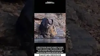 Wildlife Sighting: Black Panther and Leopard Together in Karnataka | Pakistan Observer