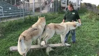 Bicho and Kanti on a Teeter Totter at Wolf Park