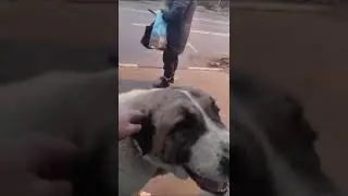 СРОЧНО НАБОР КУРАТОРОВ! СПАСТИ АЛАБАЯ! ПОСТ ПОД ВИДЕО #dog #собака #алабай #помощьбездомным