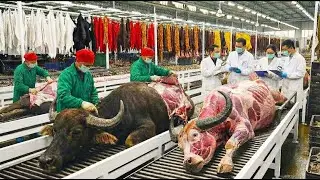 Inside a Modern Water Buffalo Leather Factory: From Live Buffalo Farms to Finished Premium Leather