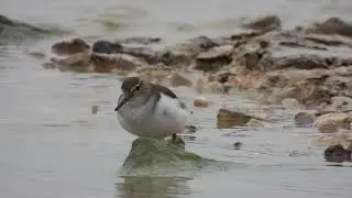 Common Sandpiper, Piro-piro piccolo (Actitis hypoleucos)