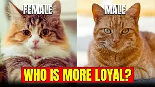The Hidden Psychology Behind Feline Loyalty 🧠 | Why Your Cat Truly Stays With You