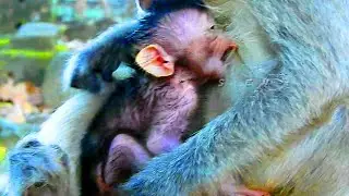 Just born babies monkey look so very hungry / baby drank milk by big mouth