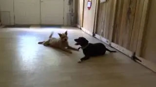 PETS WITH DISABILITIES