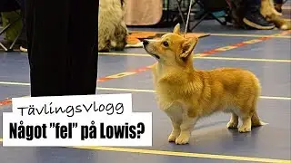 Tävlar i UTSTÄLLNING - Hässleholm 2019