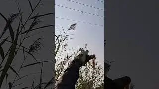 Slingshot type wild bird #Hunting #Slingshot #Shootanimals #Mrm #AmazingHunting