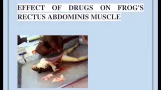 Antagonism B/w Acetylcholine and Atracurium| Rectus Abdominis Muscle Experiment | pharma practical
